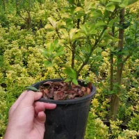 شمشاد طلایی