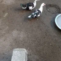 اردک اسراییلی