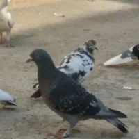 تعویض|پرنده|جوادآباد, |دیوار