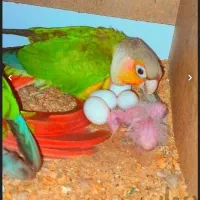 طوطی گرینچیک یلوفاکتور دبل رد مولد تضمینی