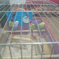 یک جفت مرغ عشق سرحال و تخمگذار