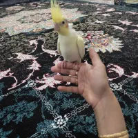 جوجه عروس هلندی