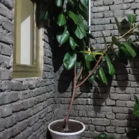 گل خانگی قشنگ