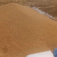 فروش گندم دیم دانه درشت|عمده‌فروشی|قره ضیاالدین, |دیوار