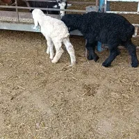 بره کوچک|حیوانات مزرعه|بهبهان, |دیوار