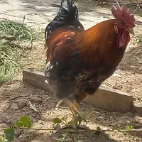 خروس محلی مرغ شاخدار اردک