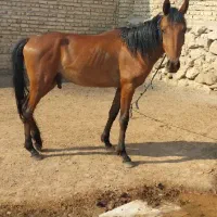 اسب