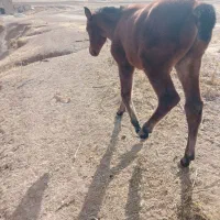 کره نریون شیش ماهه