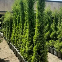 درخت مثمر و غیرمثمر جرایم شهرداری،زیتون تلخ،بن 15|خدمات باغبانی و درختکاری|تهران, ستارخان|دیوار