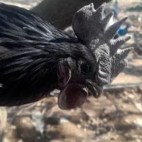 خروس ایام سمانی بالغ جوان 9ماهه