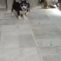 هاسکی مالاموت