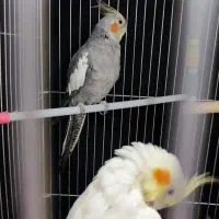 عروس هلندی|پرنده|یزد, |دیوار