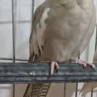 جوجه عروس هلندی|پرنده|بروجرد, |دیوار