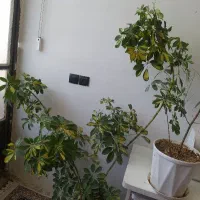 گل طبیعی