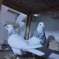 طوقی|پرنده|تهران, فلسطین (میدان انقلاب)|دیوار