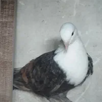 کله سفید وصده کاکلی|پرنده|سبزوار, شهرک صنعتی فرودگاه|دیوار