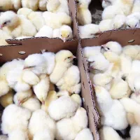 جوجه گوشتی یا ماشینی|حیوانات مزرعه|بهشهر, |دیوار