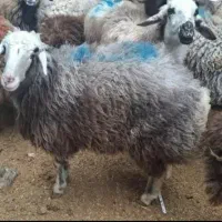 گوسفند زنده جهت عقیقه قربانی ارسال درب منزل باقصاب