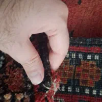 قالیچه عکس پرندگان|فرش|تهران, امانیه|دیوار