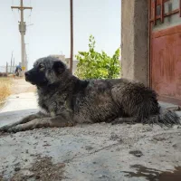 سرابی اصیل|سگ|کبودرآهنگ, |دیوار