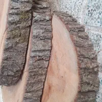 چوب کالباسی درخت آزاد