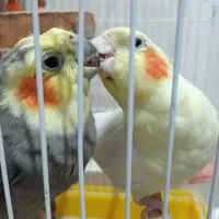 یک جفت عروس هلندی لوتینو و خاکستری|پرنده|مراغه, |دیوار