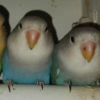 طوطی برزیلی|پرنده|فردیس, دهکده|دیوار