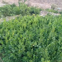 نهال‌ناول‌کوهستان