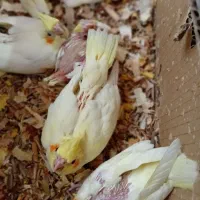 فروش تعدادی جوجه سرلاکی عروس هلندی|پرنده|کرمان, |دیوار