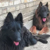 ژرمن شولاین اصیل معاوضه با پلاکی نر