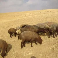 قوچ مناسب گله