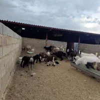 بره شیری و علف خور و کهره شیری و علف خور