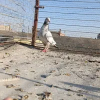 کفتر