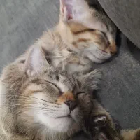 واگذاری گربه نژاد DSH