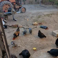 مرغ و خروس محلی و مرغ مصری|حیوانات مزرعه|خواجه, |دیوار