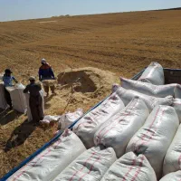 کاه نیشکر|خدمات باغبانی و درختکاری|کاشان, باغ فین|دیوار