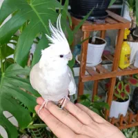 عروس هلندی ماده وفنچ نر|پرنده|طرقبه, |دیوار