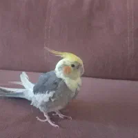 عروس هلندی نر سخنگوباقفس ولاوازم