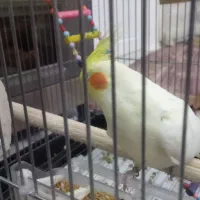 فروش عروس و برزیلی|پرنده|لالجین, |دیوار