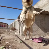 سگ سرابی|سگ|رباط‌کریم, حصار مهتر|دیوار