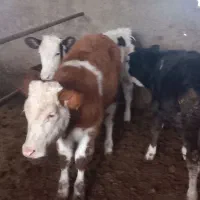 گوساله|حیوانات مزرعه|کردکوی, |دیوار