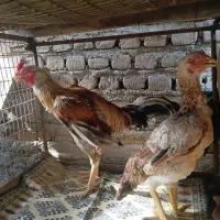 مرغ خروس لاری