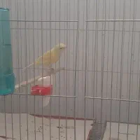جوجه قناری