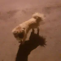 سگ پاکوتا|سگ|کنگاور, |دیوار