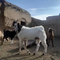 دو عدد نربز تخمی درجه یک نژاد گلابی
