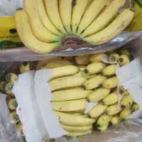 موز درجه یک