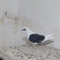 کفتر  غریبگیری|پرنده|قرچک, زیبا شهر|دیوار