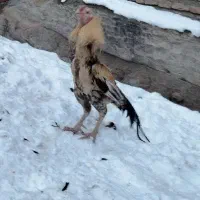 مرغ خروس لاری