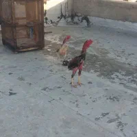 مرغ وخروس لاری اصل به شرط