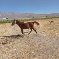 کر مادیون 2سال